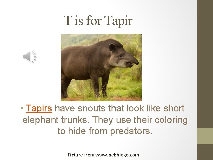 T is for Tapir • Tapirs have snouts that look like short elephant trunks.