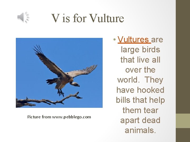 V is for Vulture Picture from www. pebblego. com • Vultures are large birds