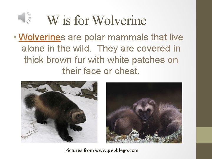 W is for Wolverine • Wolverines are polar mammals that live alone in the
