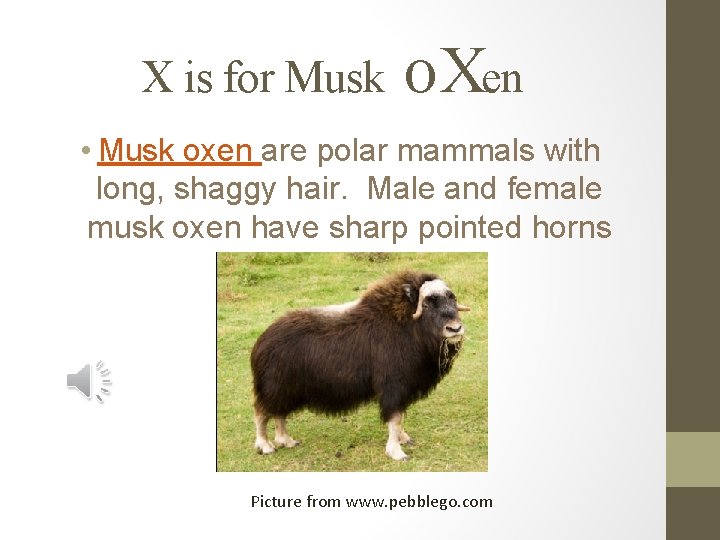 X is for Musk O Xen • Musk oxen are polar mammals with long,