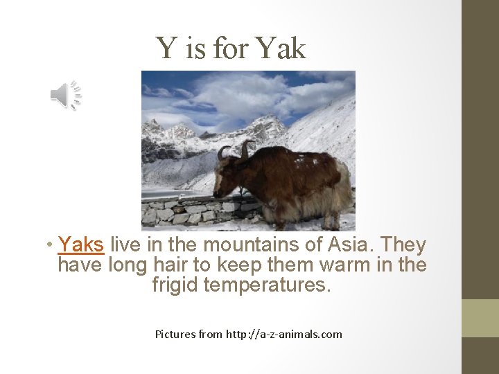 Y is for Yak • Yaks live in the mountains of Asia. They have