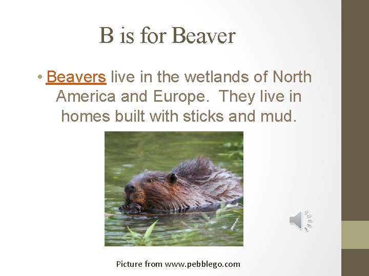 B is for Beaver • Beavers live in the wetlands of North America and