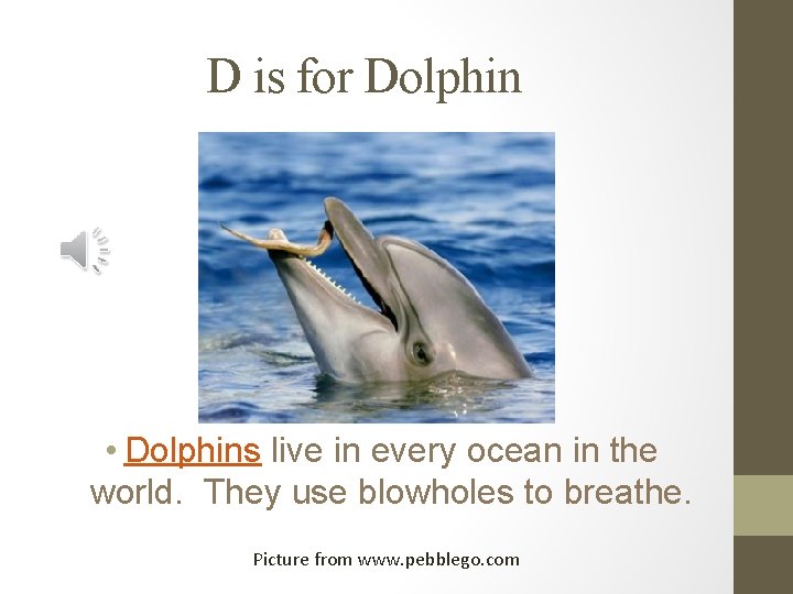 D is for Dolphin • Dolphins live in every ocean in the world. They