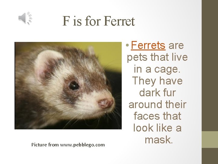 F is for Ferret Picture from www. pebblego. com • Ferrets are pets that