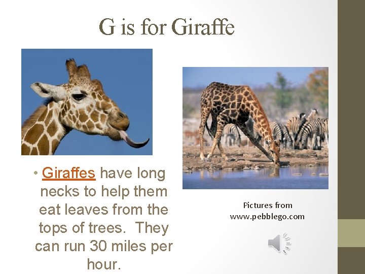 G is for Giraffe • Giraffes have long necks to help them eat leaves