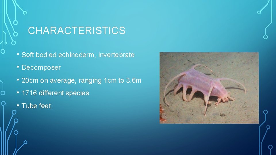 CHARACTERISTICS • Soft bodied echinoderm, invertebrate • Decomposer • 20 cm on average, ranging