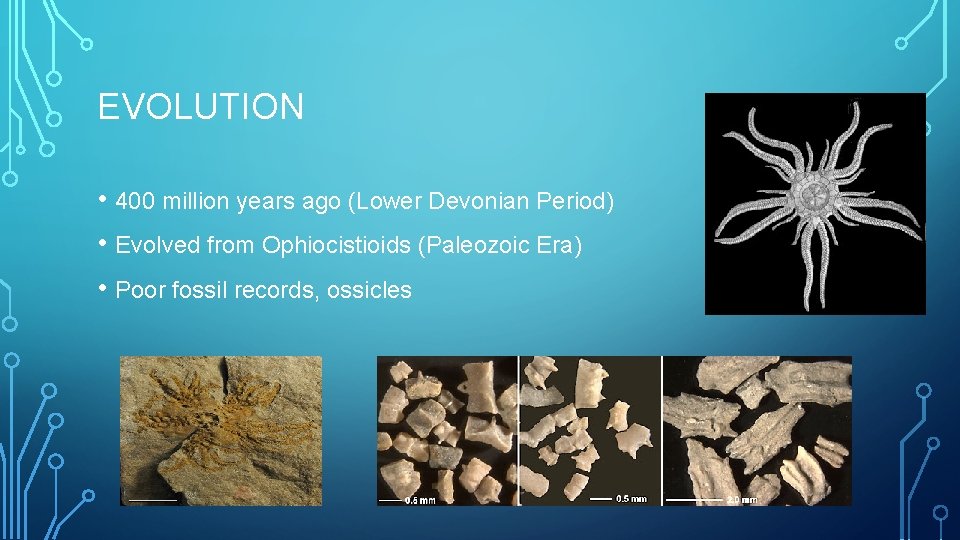 EVOLUTION • 400 million years ago (Lower Devonian Period) • Evolved from Ophiocistioids (Paleozoic