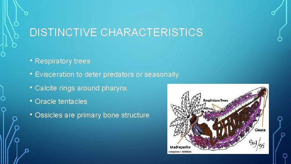 DISTINCTIVE CHARACTERISTICS • Respiratory trees • Evisceration to deter predators or seasonally • Calcite