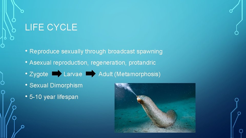 LIFE CYCLE • Reproduce sexually through broadcast spawning • Asexual reproduction, regeneration, protandric •