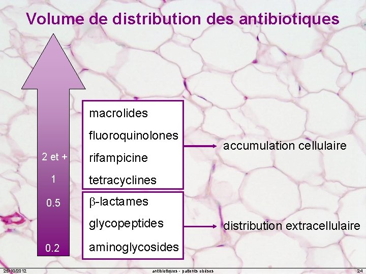 Volume de distribution des antibiotiques macrolides fluoroquinolones 2 et + 1 0. 5 rifampicine