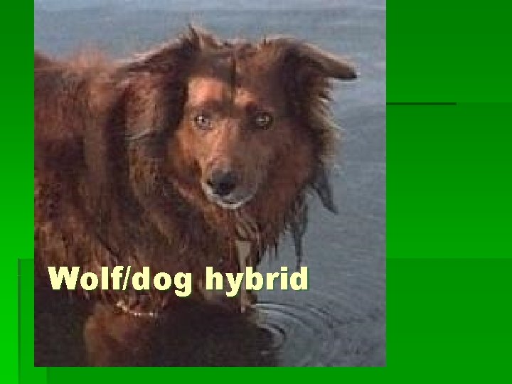Wolf/dog hybrid 