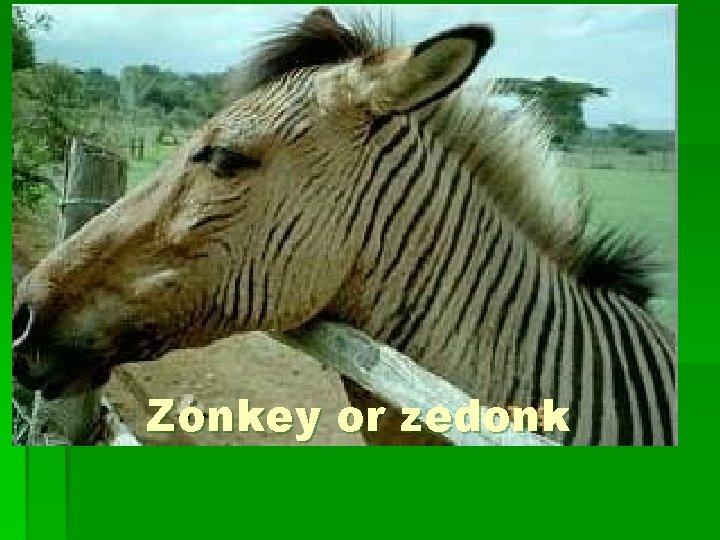 Zonkey or zedonk 