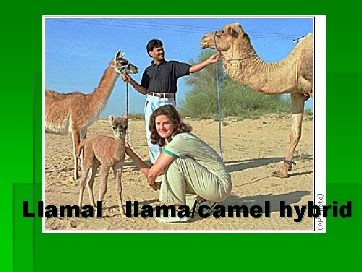 Llamal llama/camel hybrid 