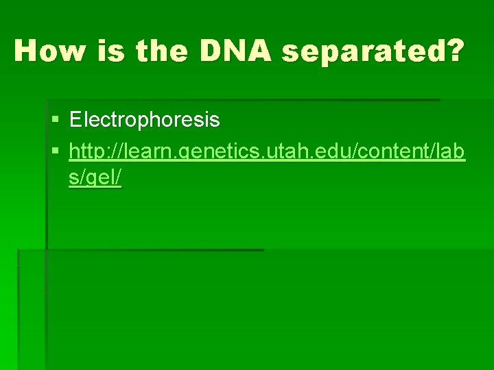 How is the DNA separated? § Electrophoresis § http: //learn. genetics. utah. edu/content/lab s/gel/