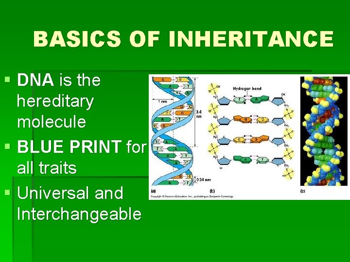 BASICS OF INHERITANCE § DNA is the hereditary molecule § BLUE PRINT for all