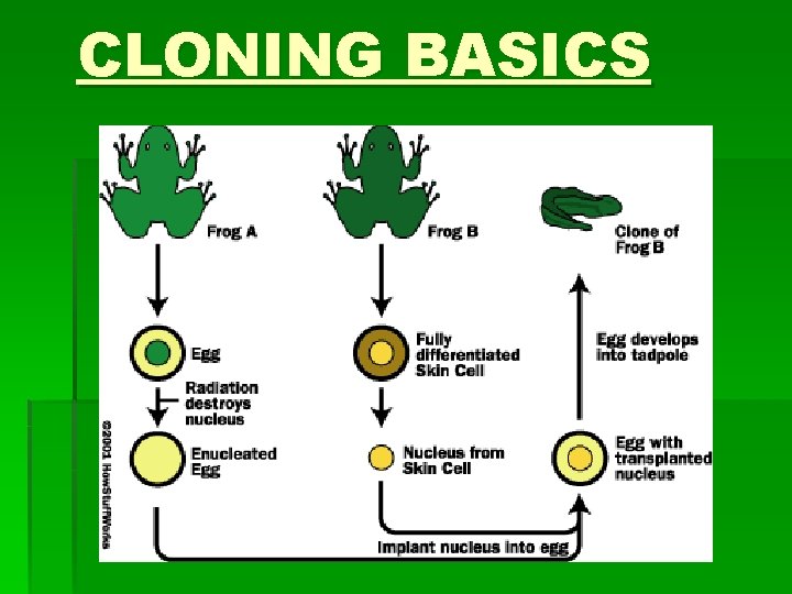 CLONING BASICS 