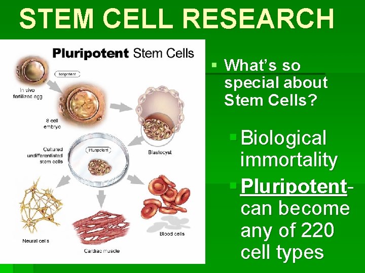 STEM CELL RESEARCH § What’s so special about Stem Cells? § Biological immortality §