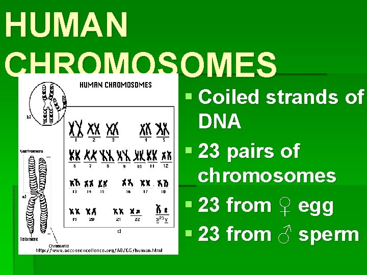 HUMAN CHROMOSOMES § Coiled strands of DNA § 23 pairs of chromosomes § 23