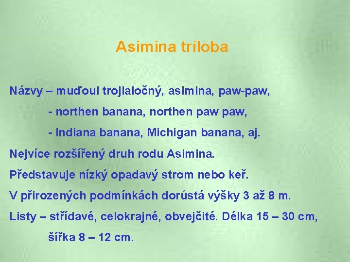 Asimina triloba Názvy – muďoul trojlaločný, asimina, paw-paw, - northen banana, northen paw, -