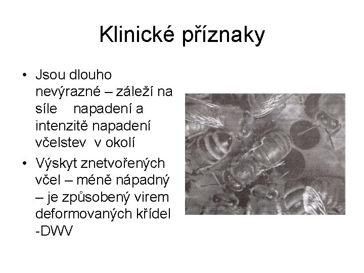 Klinické příznaky • Jsou dlouho nevýrazné – záleží na síle napadení a intenzitě napadení