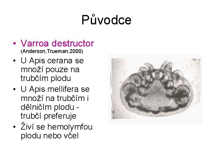 Původce • Varroa destructor (Anderson, Trueman, 2000) • U Apis cerana se množí pouze