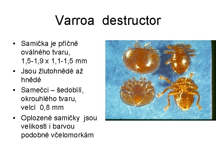 Varroa destructor • Samička je příčně oválného tvaru, 1, 5 -1, 9 x 1,