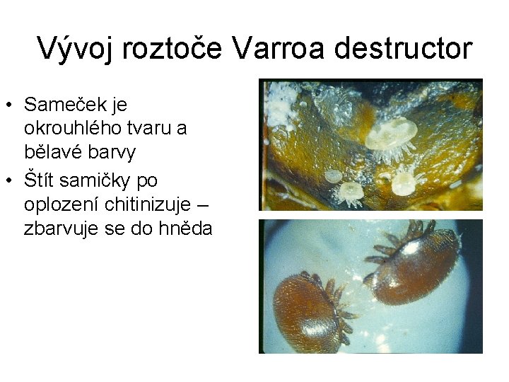 Vývoj roztoče Varroa destructor • Sameček je okrouhlého tvaru a bělavé barvy • Štít