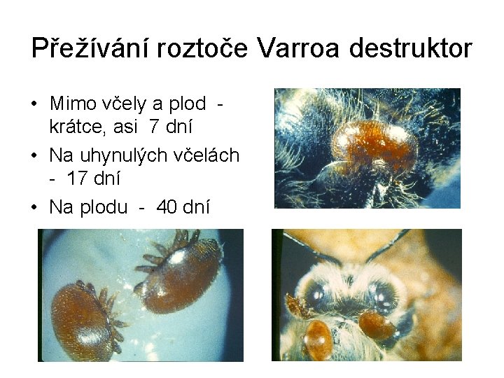Přežívání roztoče Varroa destruktor • Mimo včely a plod krátce, asi 7 dní •
