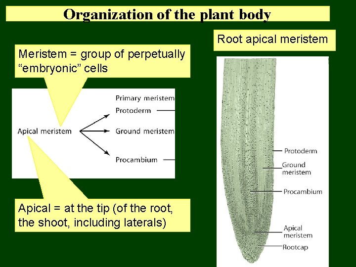 Organization of the plant body Root apical meristem Meristem = group of perpetually “embryonic”