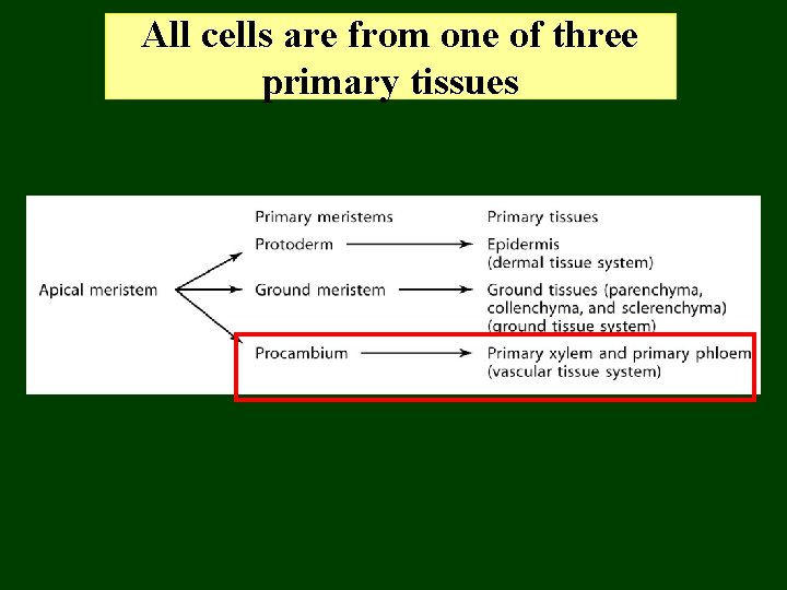 All cells are from one of three primary tissues 