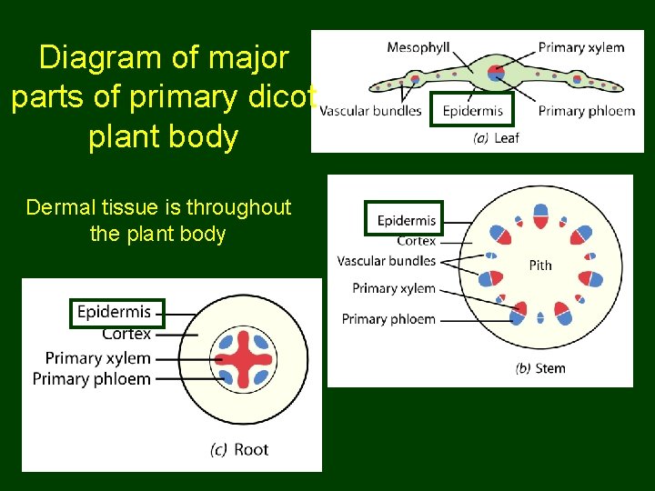 Diagram of major parts of primary dicot plant body Dermal tissue is throughout the