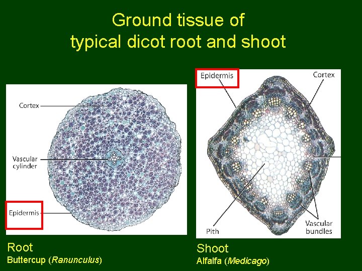 Ground tissue of typical dicot root and shoot Root Buttercup (Ranunculus) Shoot Alfalfa (Medicago)