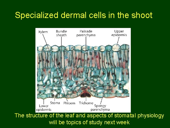 Specialized dermal cells in the shoot The structure of the leaf and aspects of