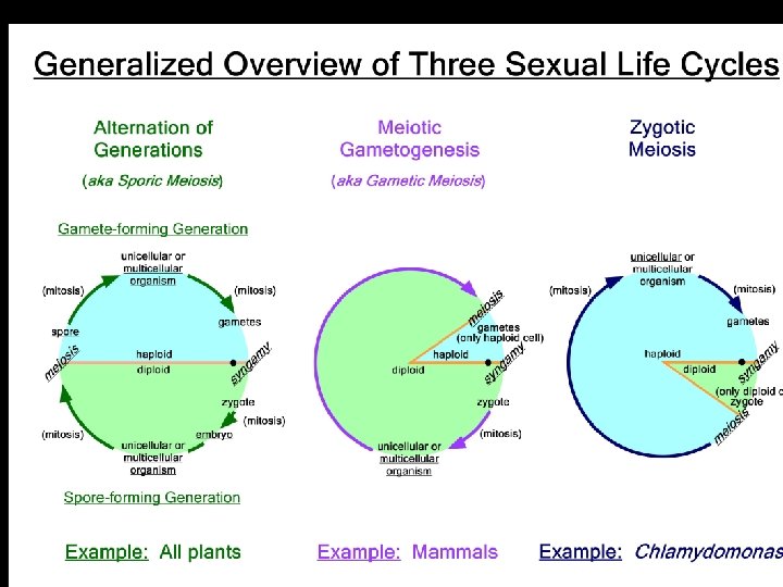 Life cycles From Outlaw’s lecture series 