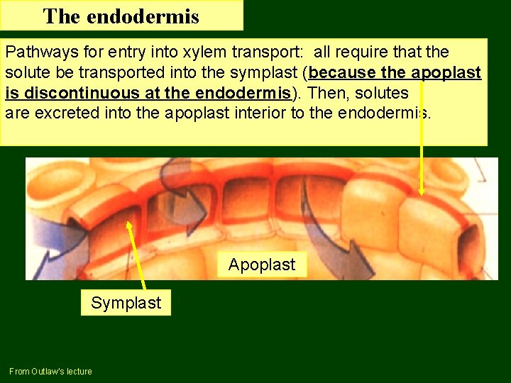 The endodermis Pathways for entry into xylem transport: all require that the solute be