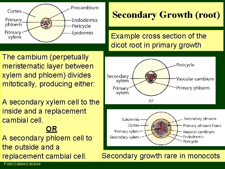Secondary Growth (root) Example cross section of the dicot root in primary growth The