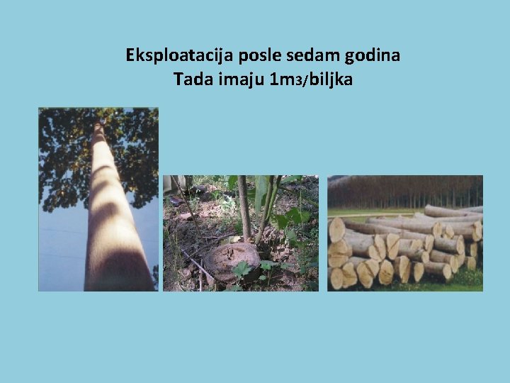 Eksploatacija posle sedam godina Tada imaju 1 m 3/biljka 