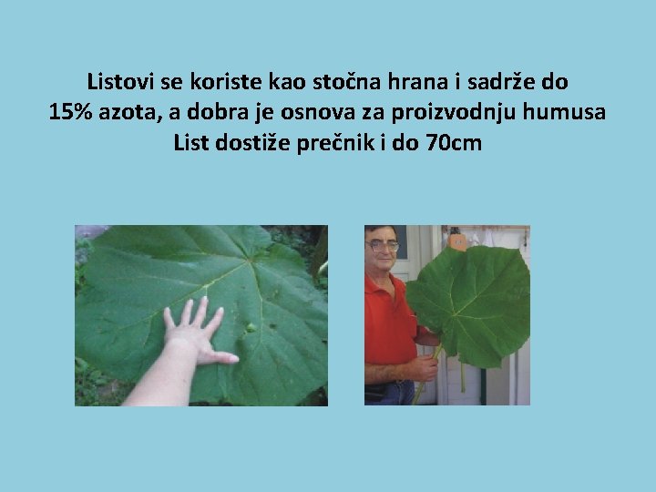 Listovi se koriste kao stočna hrana i sadrže do 15% azota, a dobra je