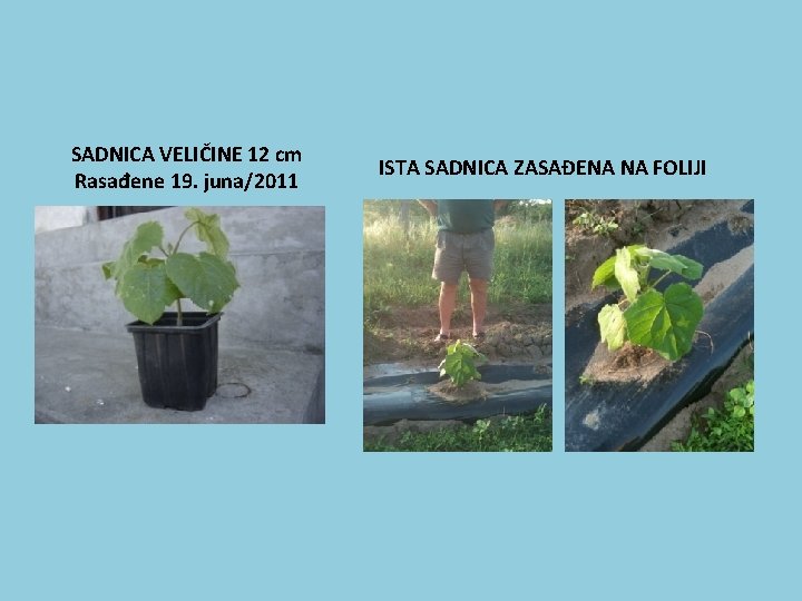 SADNICA VELIČINE 12 cm Rasađene 19. juna/2011 ISTA SADNICA ZASAĐENA NA FOLIJI 