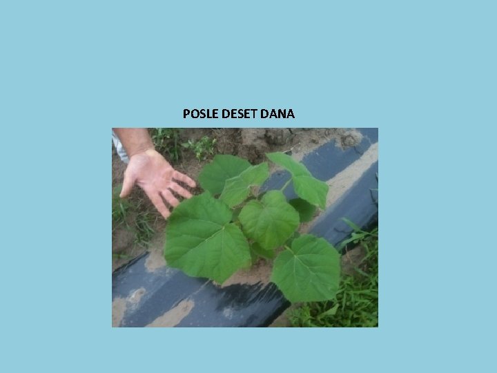 POSLE DESET DANA 