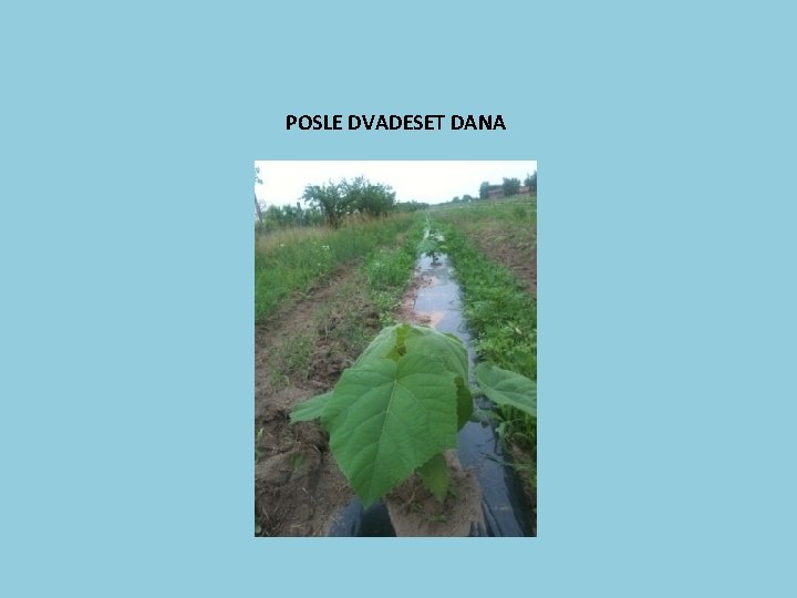 POSLE DVADESET DANA 