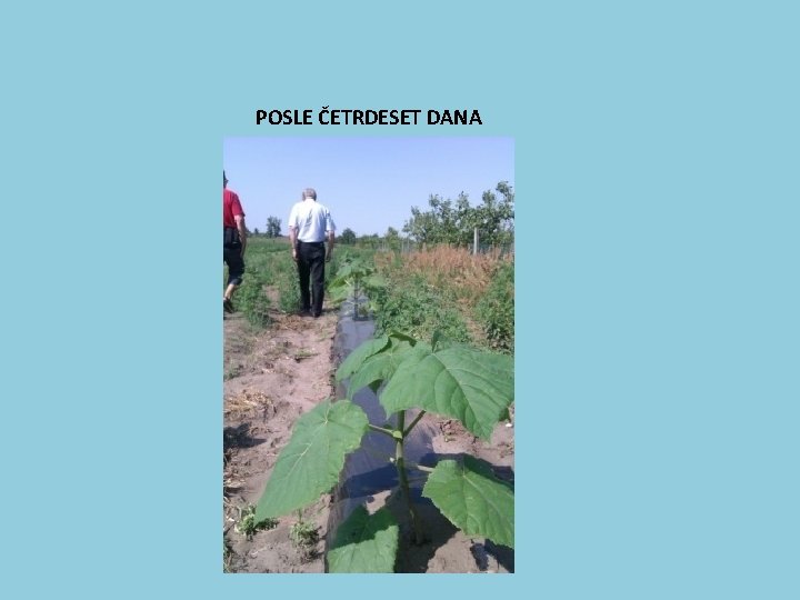 POSLE ČETRDESET DANA 