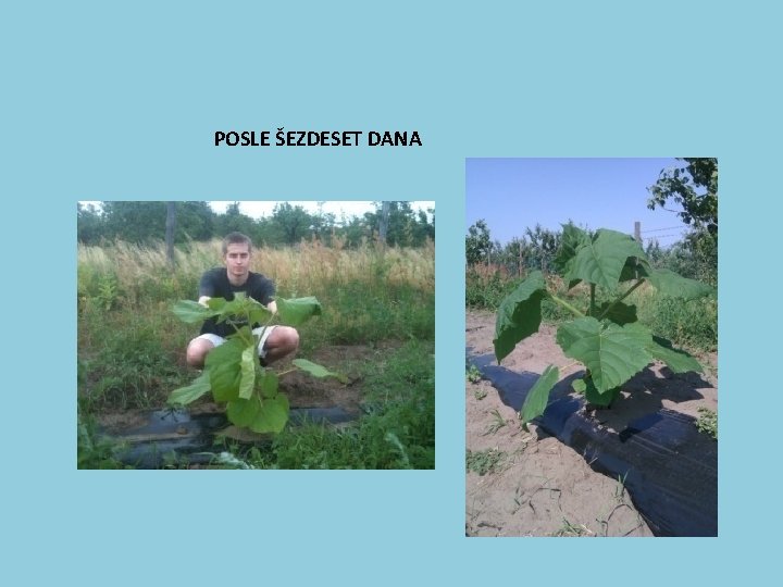 POSLE ŠEZDESET DANA 