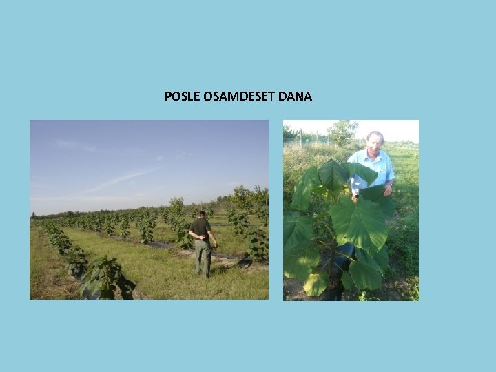 POSLE OSAMDESET DANA 