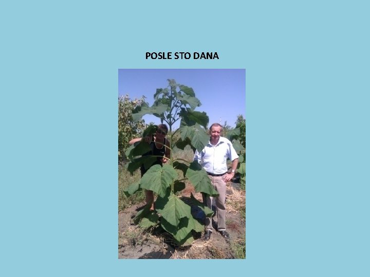 POSLE STO DANA 