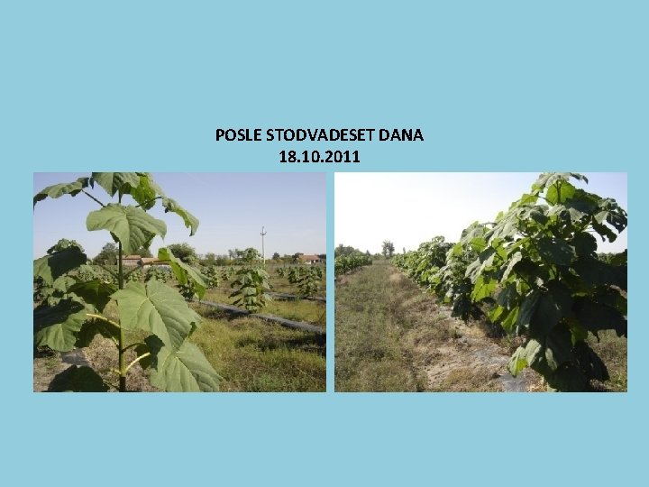 POSLE STODVADESET DANA 18. 10. 2011 