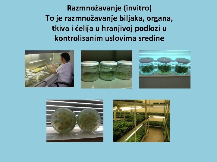 Razmnožavanje (invitro) To je razmnožavanje biljaka, organa, tkiva i ćelija u hranjivoj podlozi u