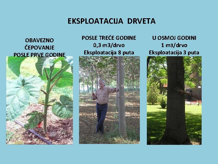 EKSPLOATACIJA DRVETA OBAVEZNO ČEPOVANJE POSLE PRVE GODINE POSLE TREĆE GODINE 0, 3 m 3/drvo
