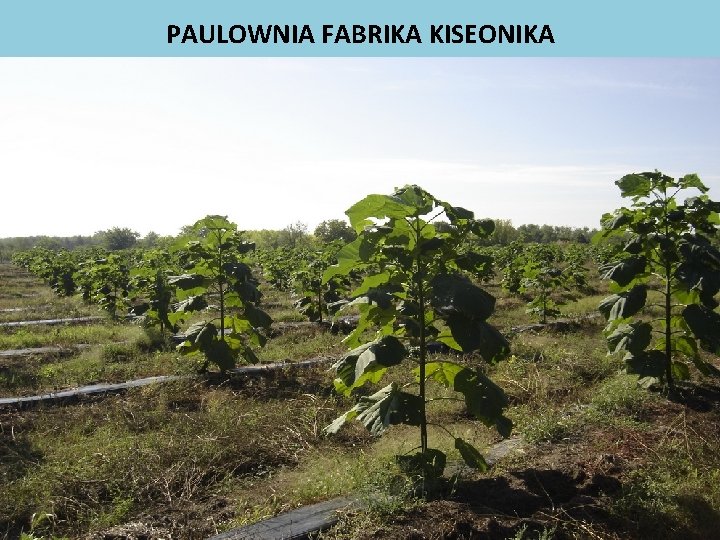 PAULOWNIA FABRIKA KISEONIKA 