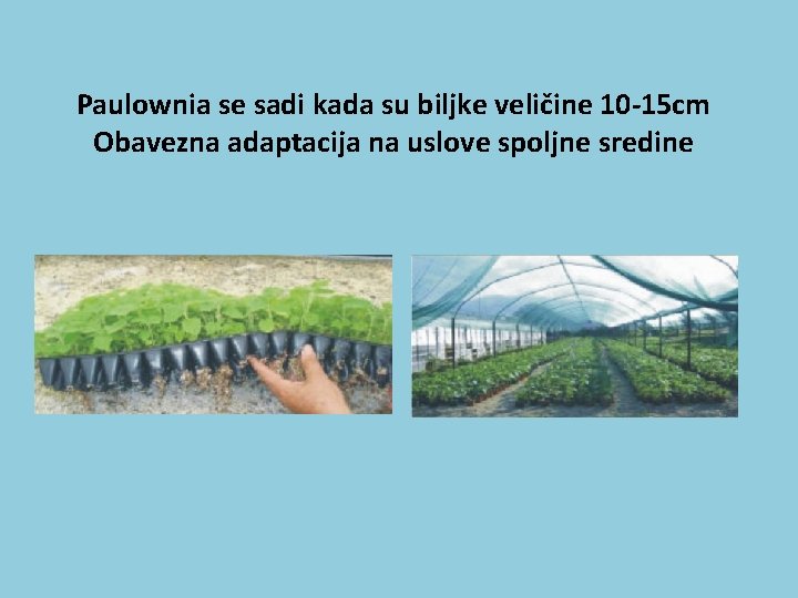 Paulownia se sadi kada su biljke veličine 10 -15 cm Obavezna adaptacija na uslove